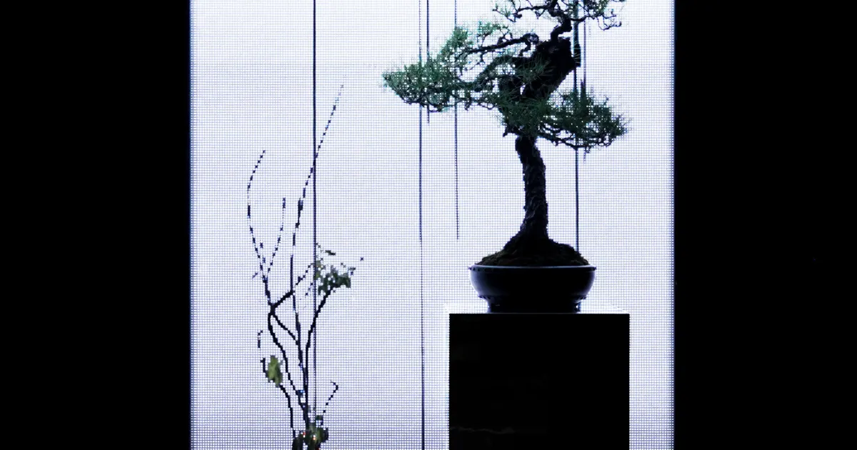 光を透過するスクリーンの前に松と山野草を展示した「消えゆく木と山野草」